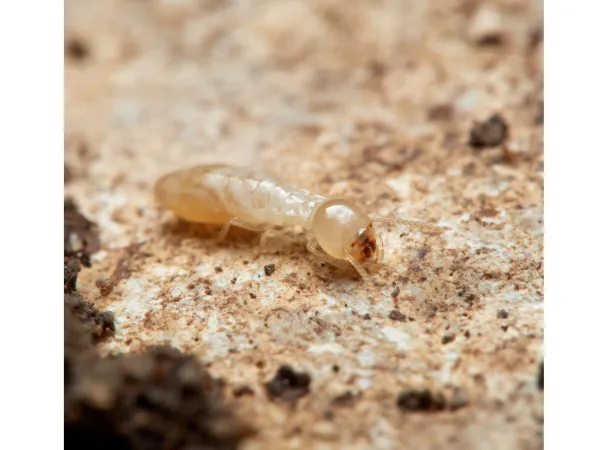 Reticulitermes Virginicus Termites