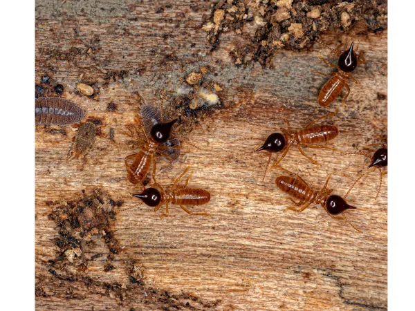 Nasutitermes Corniger Termites