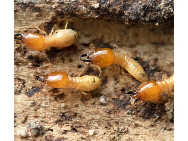 Incisitermes Snyderi Termites