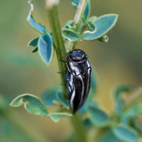 a Two-lined Chestnut Borer (Agrilus bilineatus) on a plant, Carolina Residential & Commercial Pest Control, Pest Control Services in the Carolinas, Termites,  Charlotte Lawns Pests, Interior and Exterior Treatments, Good Nature Pest Control