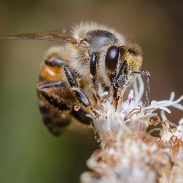 a mining bee on a flower