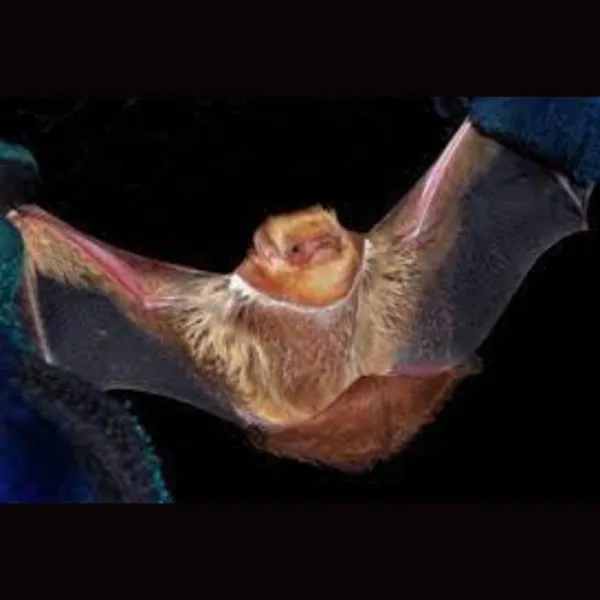 Eastern Red Bat