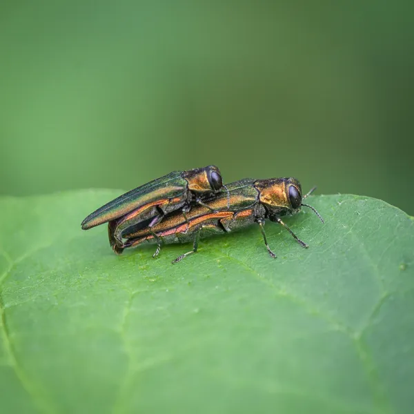 a close up of a Emerald Ash Borer (Agrilus planipennis), Carolina Residential & Commercial Pest Control, Pest Control Services in the Carolinas, Termites,  Charlotte Lawns Pests, Interior and Exterior Treatments, Good Nature Pest Control