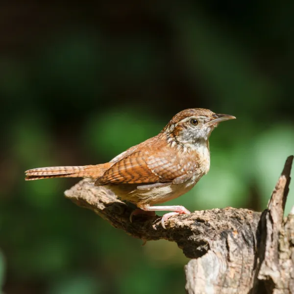 a Carolina Wren (Thryothorus ludovicianus) bird on a branch, Carolina Residential & Commercial Pest Control, Pest Control Services in the Carolinas, Termites,  Charlotte Lawns Pests, Interior and Exterior Treatments, Good Nature Pest Control