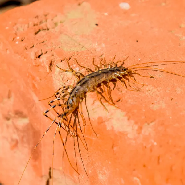 House Centipede, Carolina Residential & Commercial Pest Control, Pest Control Services in the Carolinas, Termites,  Charlotte Lawns Pests, Interior and Exterior Treatments, Good Nature Pest Control