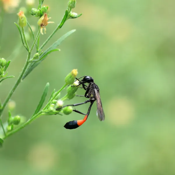 a Mud Dauber Wasp (Sphecidae family) on a plant