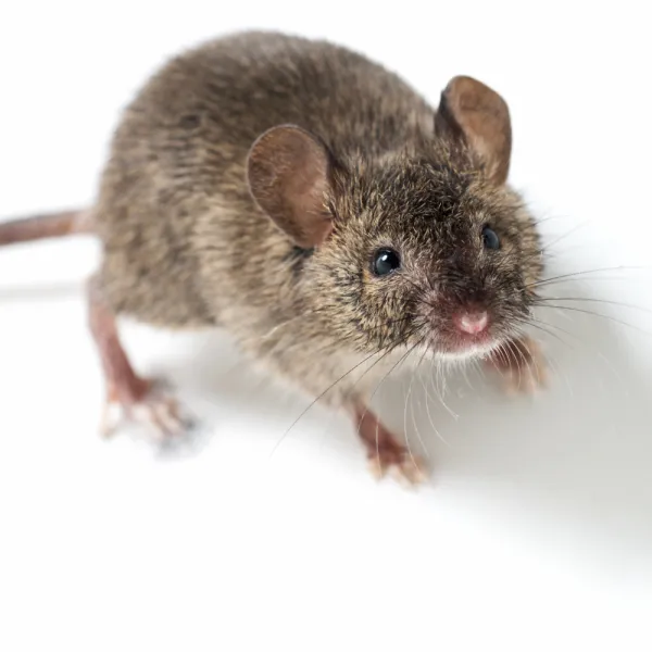 a Eastern Harvest mouse with a white background