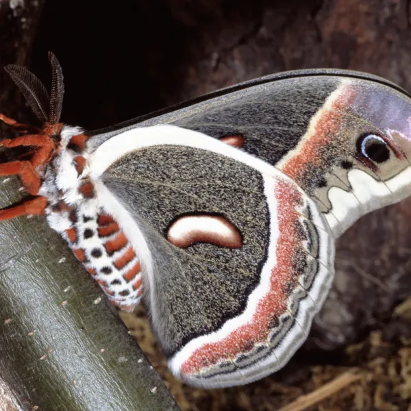 a Cecropia Moth (Hyalophora cecropia)