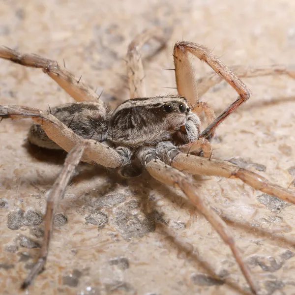 A Carolina Wolf Spider (Hogna carolinensis)