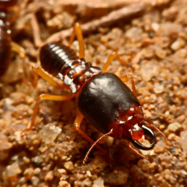 a close up of a European Earwig (Forficula auricularia)