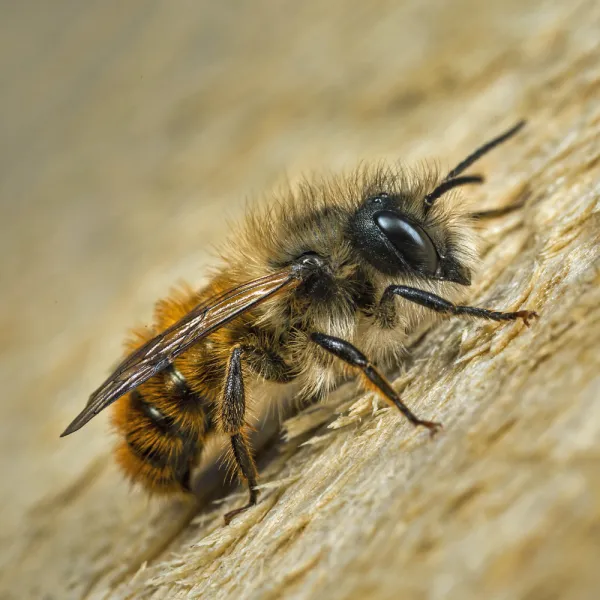 Mason Bee