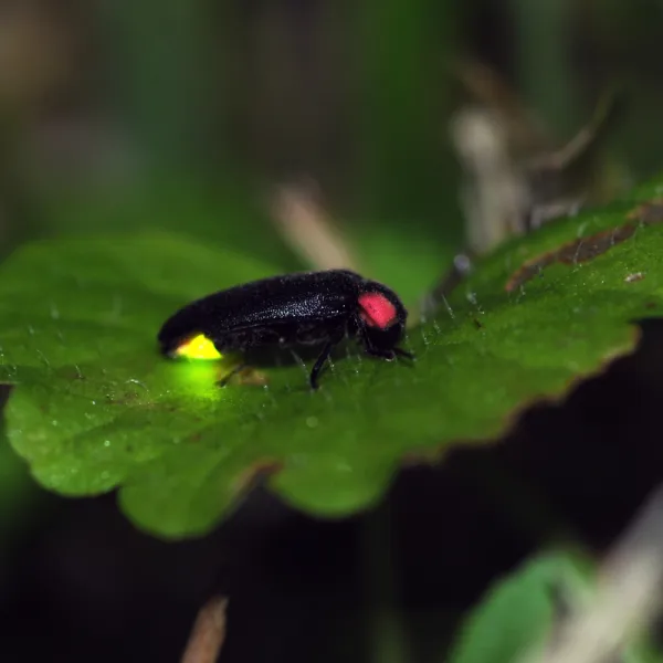 a firefly on a leaf, Carolina Residential & Commercial Pest Control, Pest Control Services in the Carolinas, Termites,  Charlotte Lawns Pests, Interior and Exterior Treatments, Good Nature Pest Control