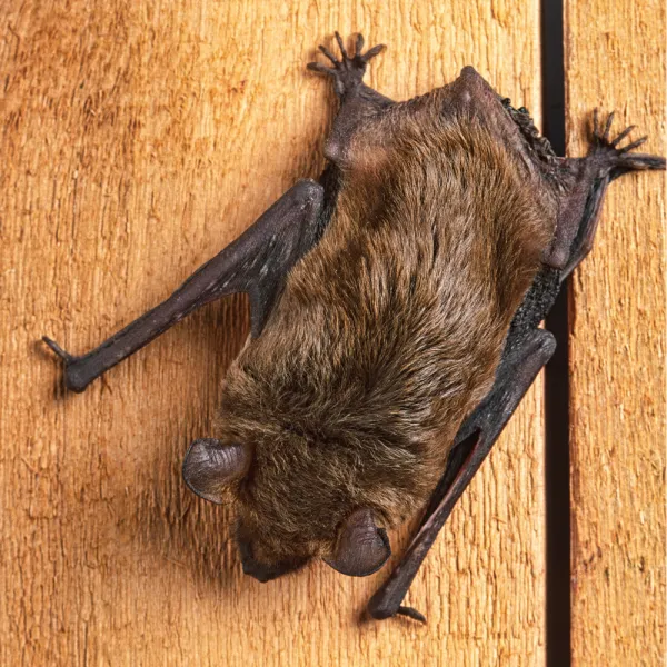 a bat from a pole