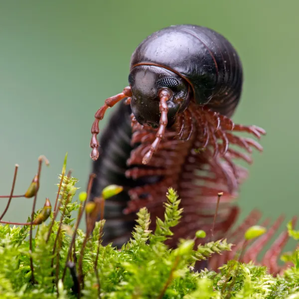 a North American Millipede (Narceus americanus) on a plant