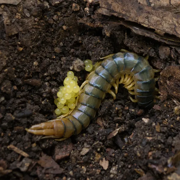 Soil centipede, Carolina Residential & Commercial Pest Control, Pest Control Services in the Carolinas, Termites,  Charlotte Lawns Pests, Interior and Exterior Treatments, Good Nature Pest Control