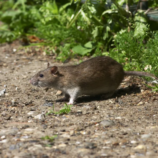 Rats, CharlottePest Control, Pest Control Services in the Carolinas