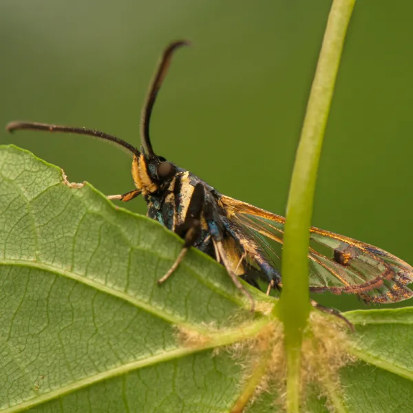 Dogwood Borer (Synanthedon scitula) on a leaf, Carolina Residential & Commercial Pest Control, Pest Control Services in the Carolinas, Termites,  Charlotte Lawns Pests, Interior and Exterior Treatments, Good Nature Pest Control