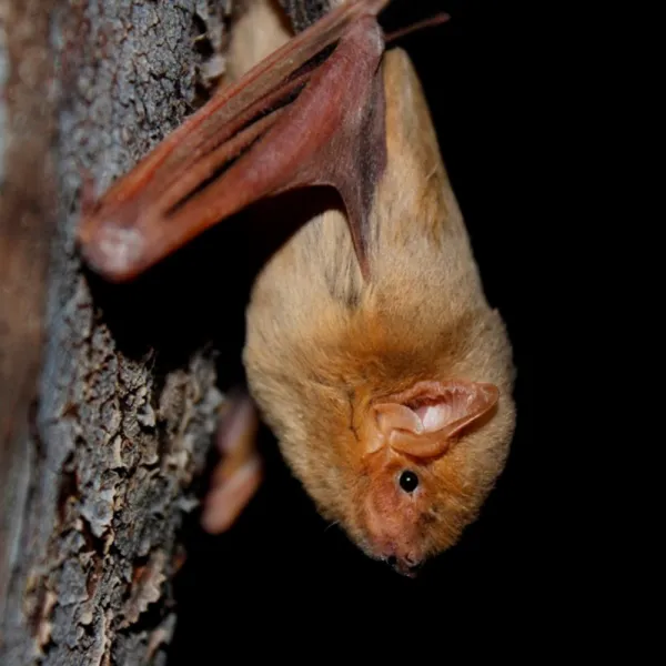 a bat from a tree