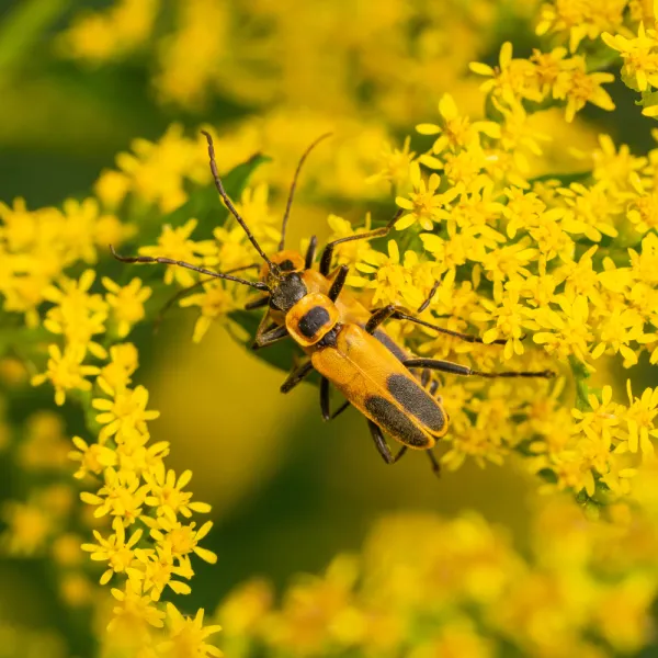 a flower beetle on a flower, Carolina Residential & Commercial Pest Control, Pest Control Services in the Carolinas, Termites,  Charlotte Lawns Pests, Interior and Exterior Treatments, Good Nature Pest Control