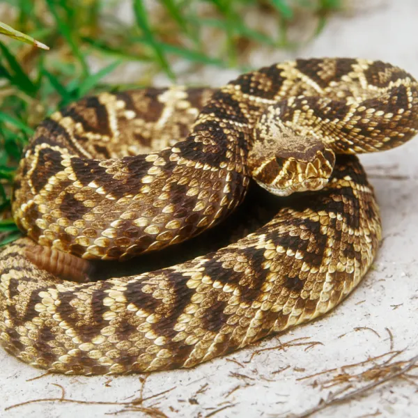 a Eastern Diamondback Rattlesnake on a rock