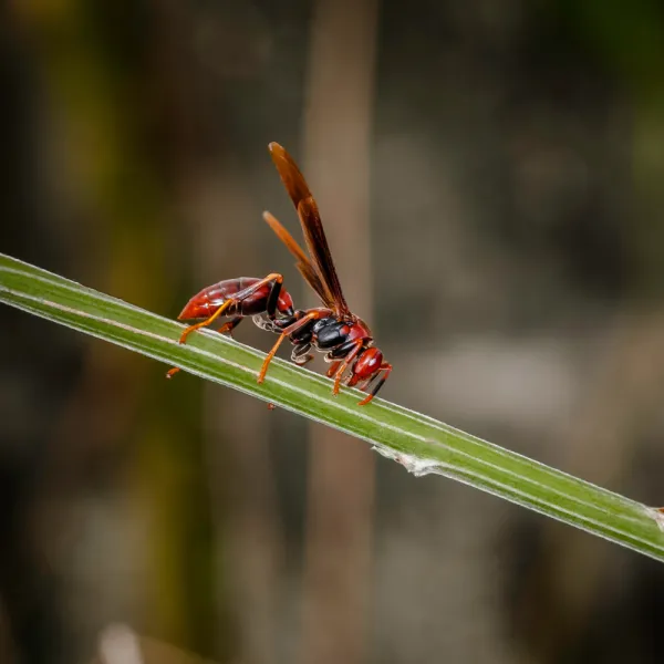 a group of ants on a leaf