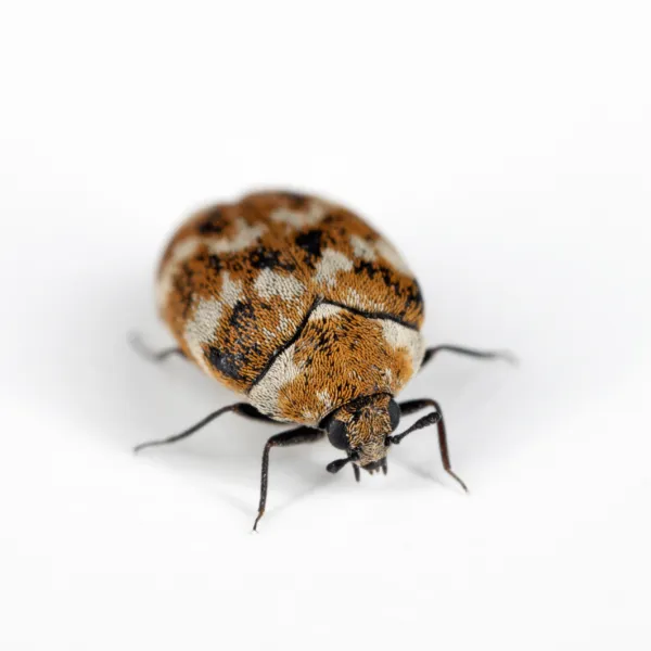 a carpet beetle