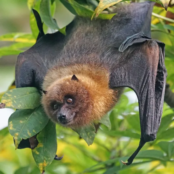 a couple of sloths in a tree