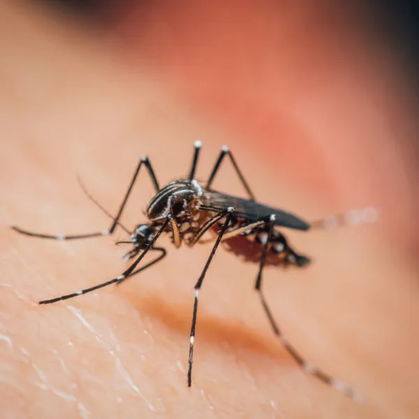 a close up of Aedes aegypti