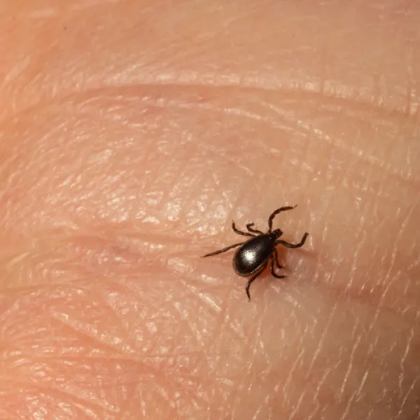 a close up of a Black-legged Tick (Ixodes scapularis)