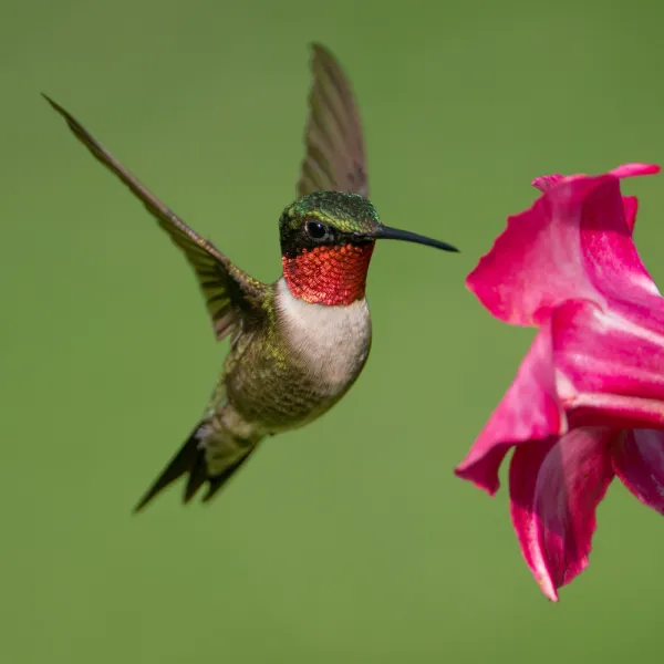 a Ruby-throated Hummingbird (Archilochus colubris) flying near a pink flower, Carolina Residential & Commercial Pest Control, Pest Control Services in the Carolinas, Termites,  Charlotte Lawns Pests, Interior and Exterior Treatments, Good Nature Pest Control