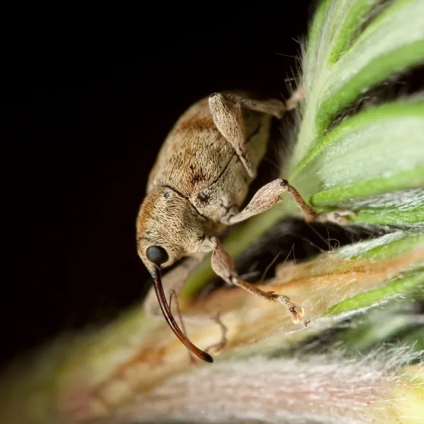 a close up of a Weevil