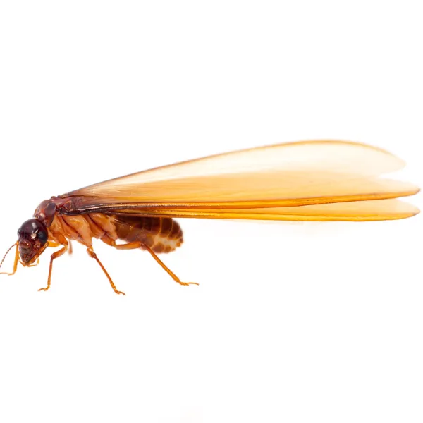 a drywood termite