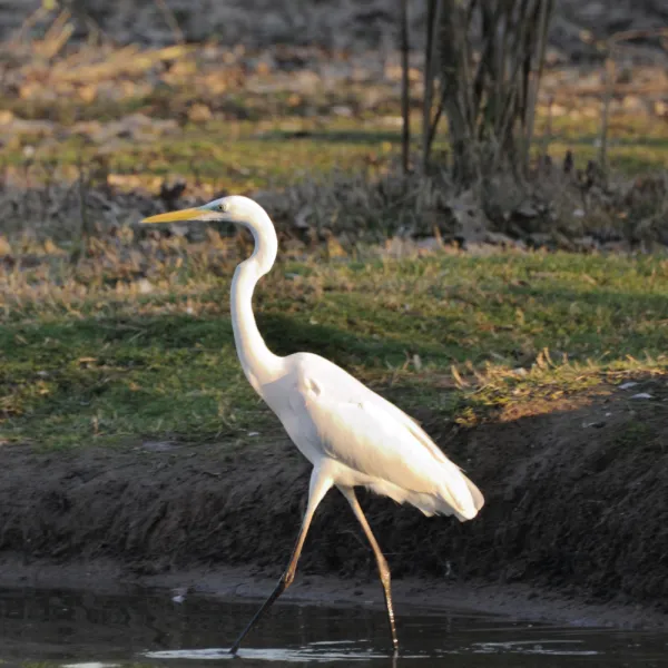 a Great Egret (Ardea alba) bird standing in water, Carolina Residential & Commercial Pest Control, Pest Control Services in the Carolinas, Termites,  Charlotte Lawns Pests, Interior and Exterior Treatments, Good Nature Pest Control