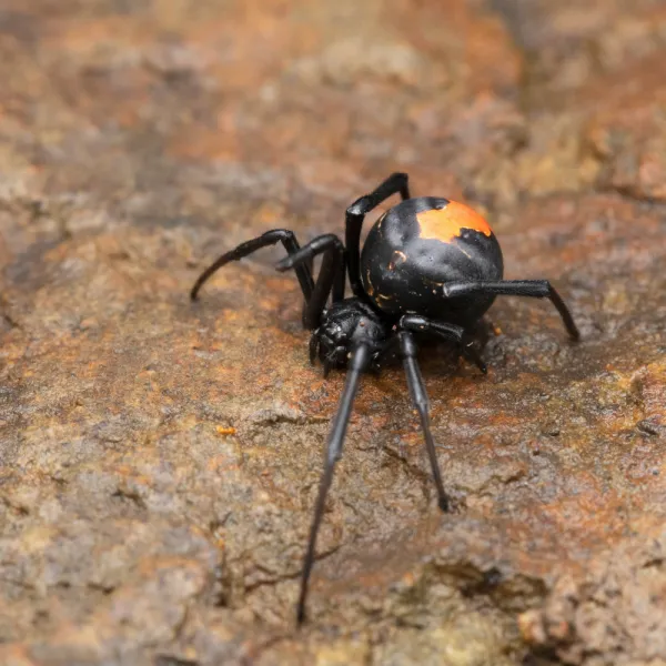 Black Widow Spider (Latrodectus mactans)