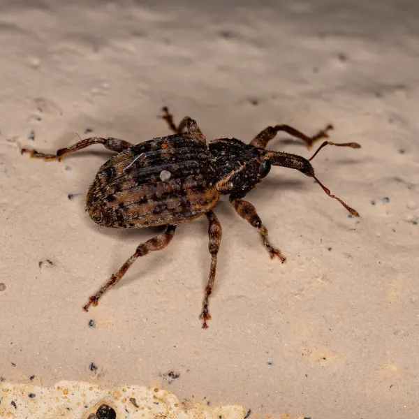 a close up of a weevils