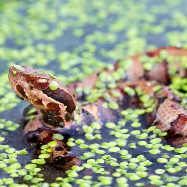 a brown Cottonmouth (Water Moccasin) on a rock