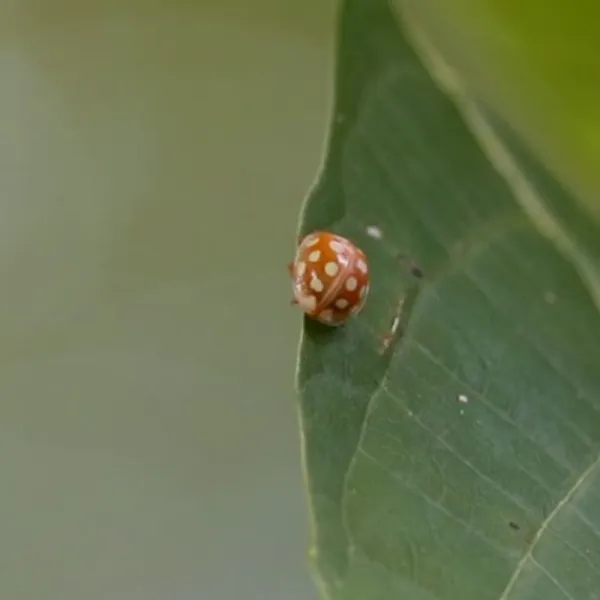 a ladybug on a leaf