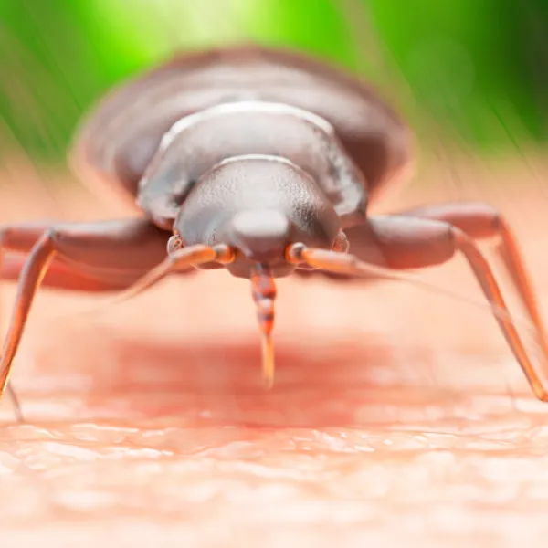 a close up of a Cimex hemipterus (Tropical Bed Bug)