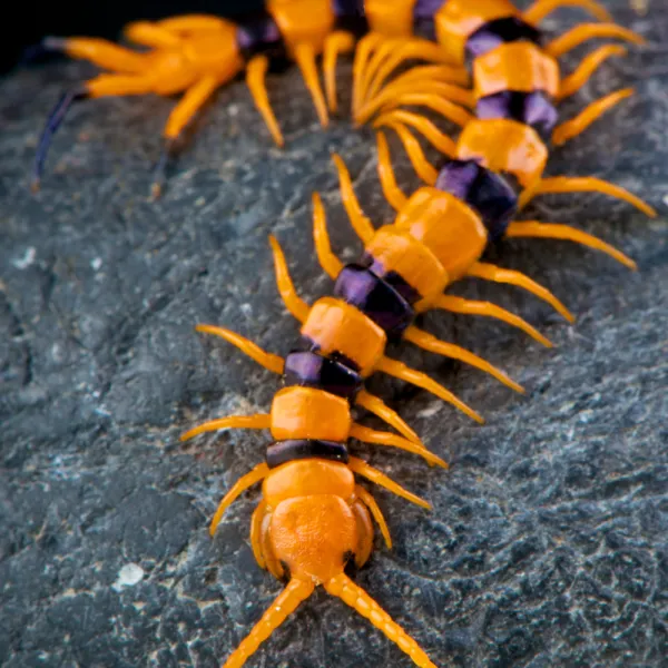 a tiger centipede on a rock, Carolina Residential & Commercial Pest Control, Pest Control Services in the Carolinas, Termites,  Charlotte Lawns Pests, Interior and Exterior Treatments, Good Nature Pest Control