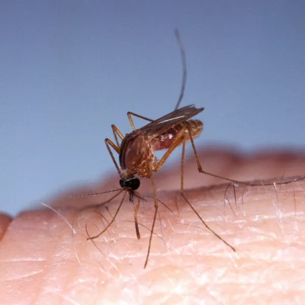 a close up of Culex quinquefasciatus