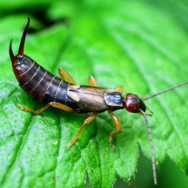 a black and red bug on a green leaf