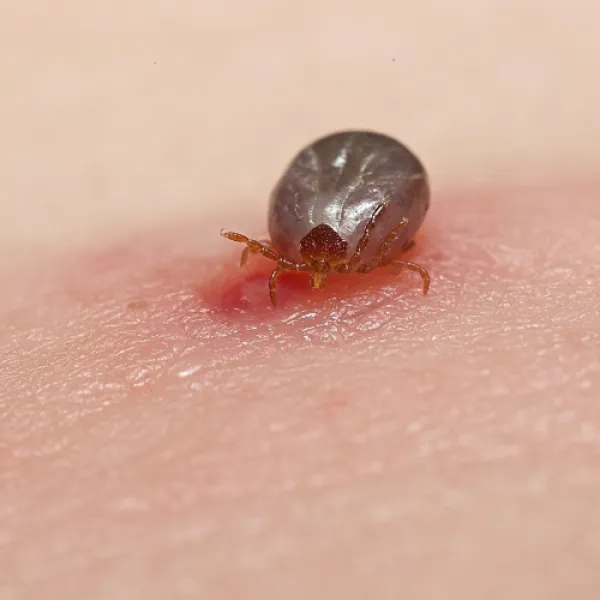 a close up of a Lone Star Tick (Amblyomma americanum