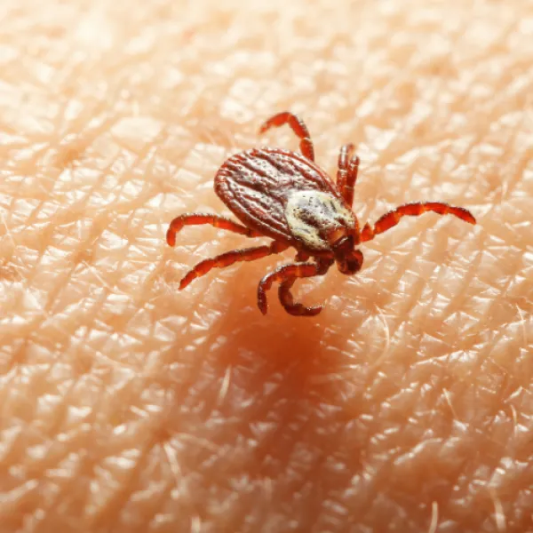 a American Dog Tick (Dermacentor variabilis) on a white surface