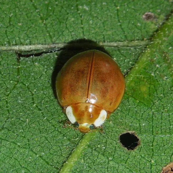 Harmonia Yedoensis