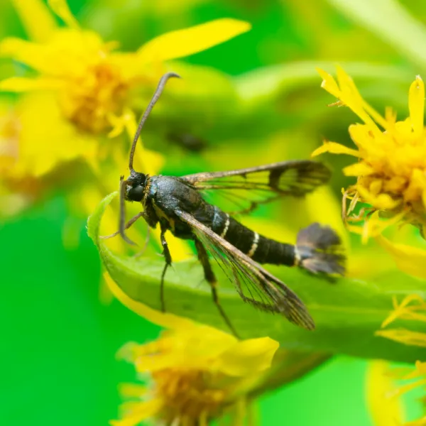 a Peachtree Borer (Synanthedon exitiosa) on a flower, Carolina Residential & Commercial Pest Control, Pest Control Services in the Carolinas, Termites,  Charlotte Lawns Pests, Interior and Exterior Treatments, Good Nature Pest Control