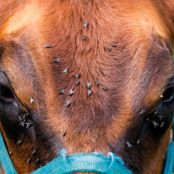 a close up of a Horse Flies (Tabanidae)