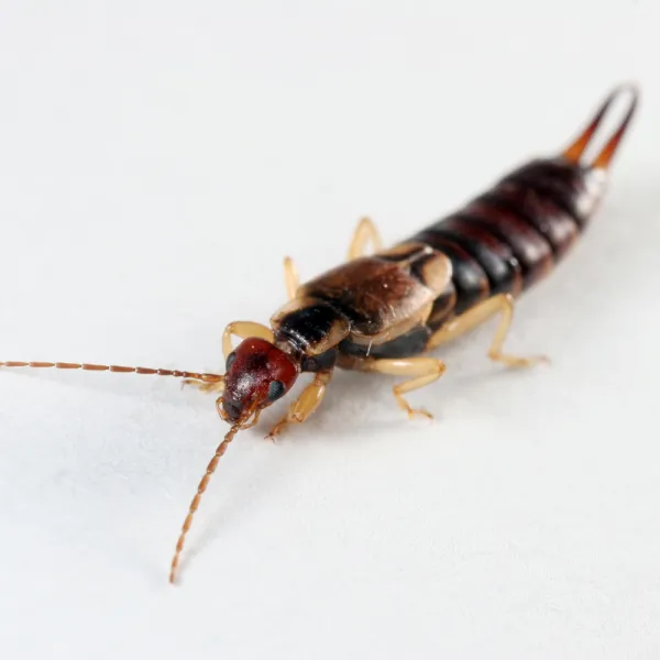 a close up of a Coastal Earwig (Anisolabis maritima)