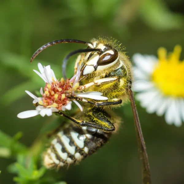 a Bald-faced Hornet (Dolichovespula maculata) on a flower