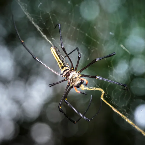 Golden Silk Orb Weaver (Nephila clavipes)