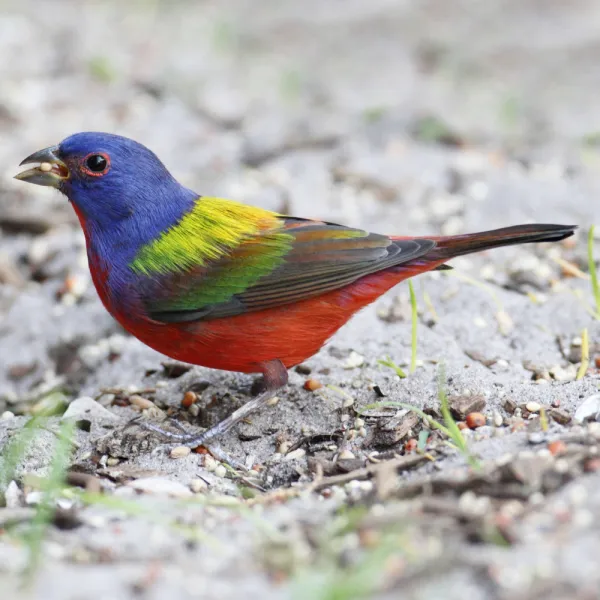 a Painted Bunting (Passerina ciris) bird standing on the ground, Carolina Residential & Commercial Pest Control, Pest Control Services in the Carolinas, Termites,  Charlotte Lawns Pests, Interior and Exterior Treatments, Good Nature Pest Control